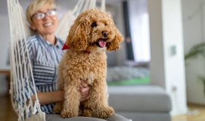 little dog poodle brown puppy